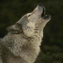 Wolfs Howl (feat. SMOKEFENT) Prod. Eli donahue remix