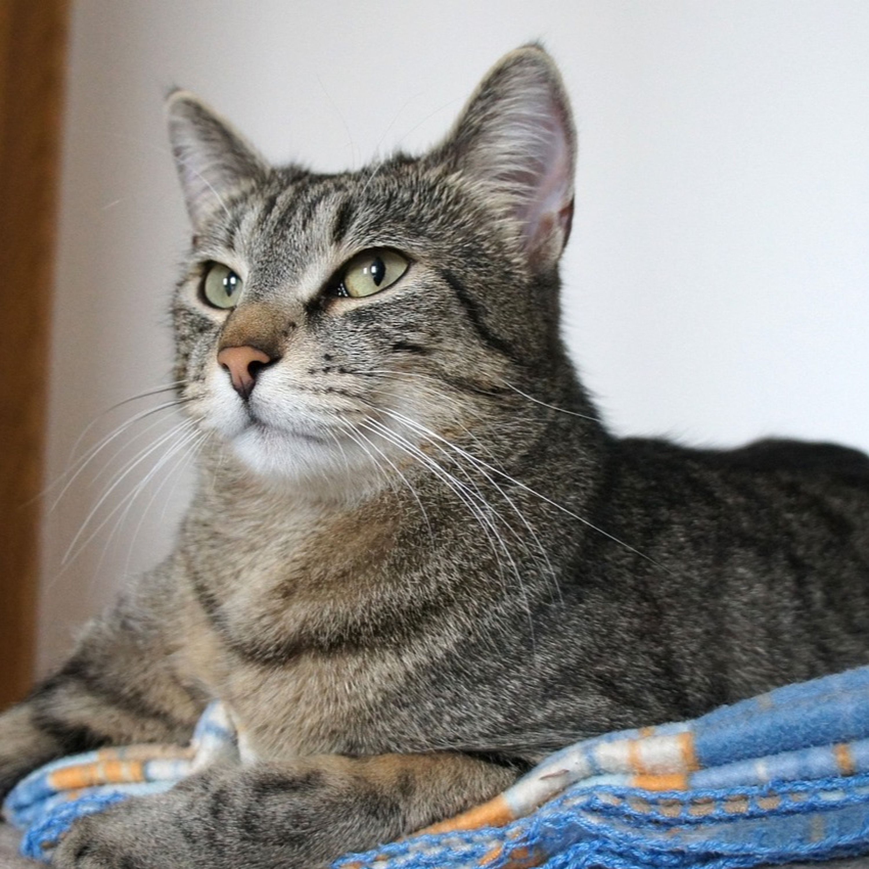 Quattro Stagioni 157 - Noi... senza i nostri animali