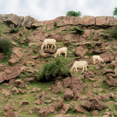 Govardhan