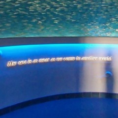 Aquarium + Zoo Playlist?! ... ♡🫧˚₊‧꒰ა ☆ ໒꒱ ‧₊˚🪼🪸