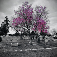 Blossoms in the Graveyard - Silence @ Heisty & Friends 03-21-25