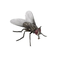 Кого я обманываю,в моей жизни лишь тёмные цветы...