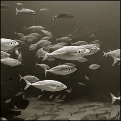 BACKWARDS SWIMMING FISH