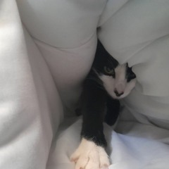 The Gummi Bears - Shoegazey guitar tune 2021