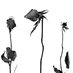 Pyaung Chik Lk Pr Tot