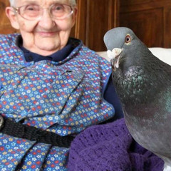 Ne mange pas les pigeons mais écoute du son