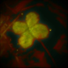 # cover Tommy James & The Shondells - Crimson And Clover