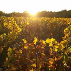 En bas du jardin.  (1)