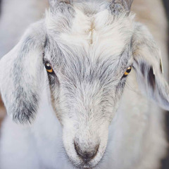 YE SHALL BE FREE FROM ALL SLAVERY