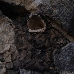 boca-de-sapo