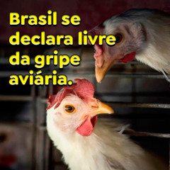 Brasil se declara livre da gripe aviária.