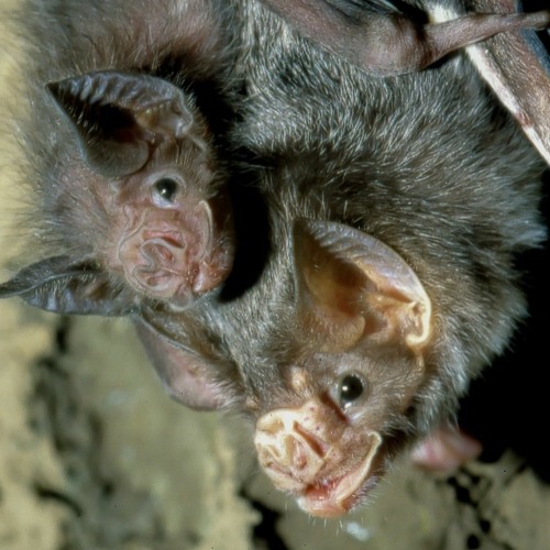 Stream episode What Can Vampire Bats Teach Us About Socializing In A
