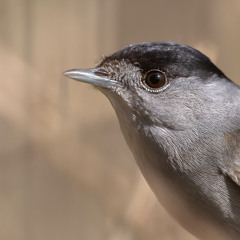 Blackcap - MixPre-7577