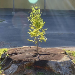 Hoà Minzy - Thư Chưa Gửi Anh 2014 - Trí Remix. Re-upload By DANG VIET