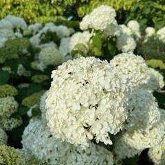 In the Garden - Hydrangea - 6/8/24 Hr.2