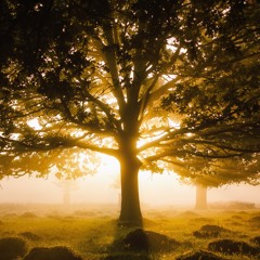 Awakening (part 1)