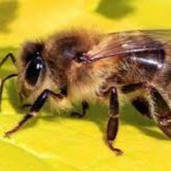 Bees And Trees Brother