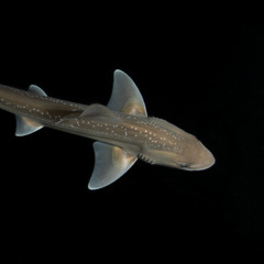 What does a shark sound like? New study records sharks' clicking sounds