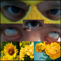 SUNSHINE IN SHAME