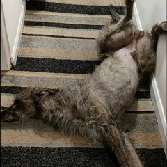 SleepCore Volume 3.5