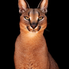 Spirit-Animal-Dazhio
