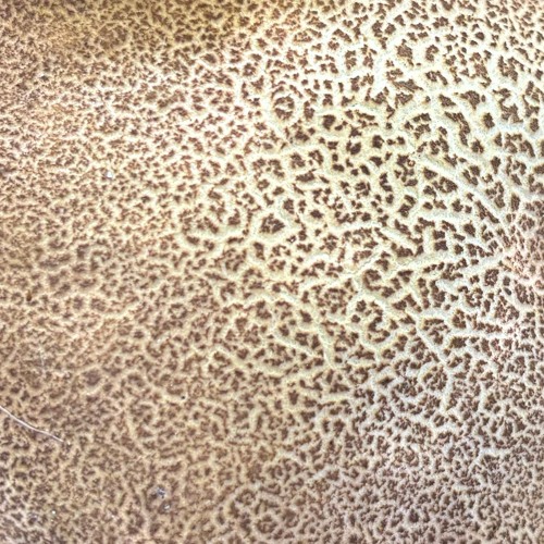 Synaesthesia 10 - Dark Chestnut