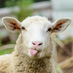 DaeniuZ b2b Sammy K pres. Sheeps on K