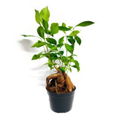 Ficus Ginseng