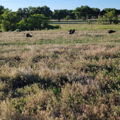 Dawn from a Rocky Bluff - Fox Ranch - May 30, 2025