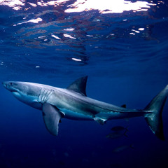 Great White Shark - Demo