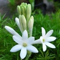 Moonlight Blossom