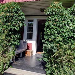 Honey bees in Virginia Creeper