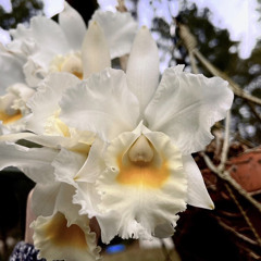 Waiting - Acacia Naughton (prod.) Vonn Kiss