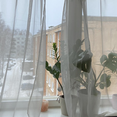 House mouse 08.02.2022