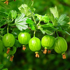 Christmas Advent calendar - Pomona Fruits discount of more than 20% on selected orders