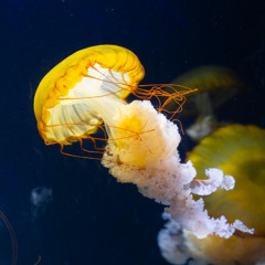 Jelly Blob