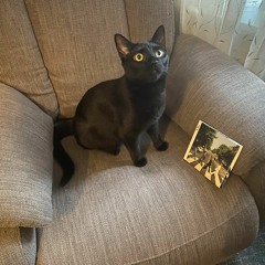 Katzen og hans kunst(Abbey Road Saturator Mix)