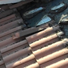 AAAC Wildlife Removal of Texas Gulf Coast - Bat Exclusion TX Gulf Coast