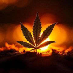 After Marijuana 2...