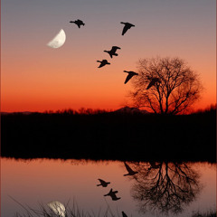 Wild Geese by Mary Oliver (read by Morag Anderson)