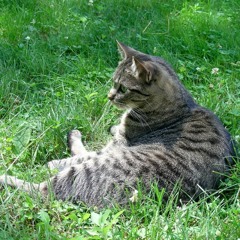 Sunshine Girl