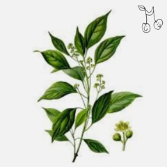 Normand - Salade_de_fruitarrosée_ravintsaraconfort°