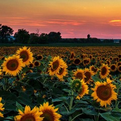 DJ Kelvinho Patatah feat. Mariana Froes - Girassois de Van Gogh