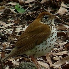220723 Woodthrush2