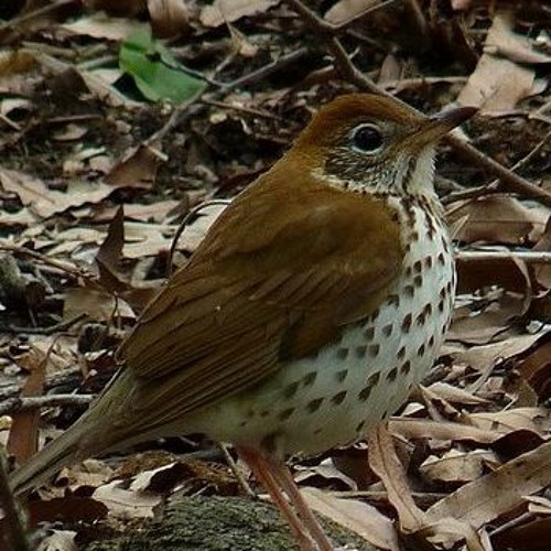 220723 Woodthrush2