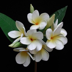 J (Mac DeMarco Cover)