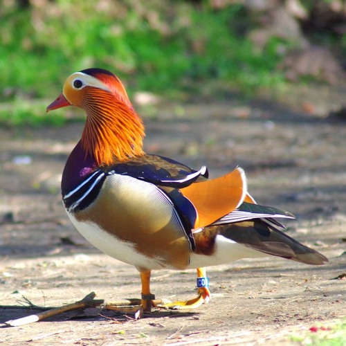 Tangerine (2016) Anthology CD2 Track 07