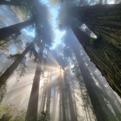 which way does the tree fall?