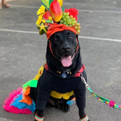 *✧ FOMO de Carnaval ✧* 03.03.25