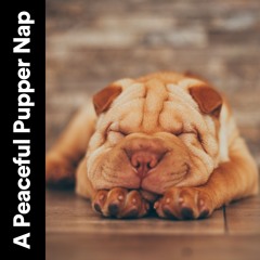 Ultimate Chill Music for Your Dog, Pt. 43